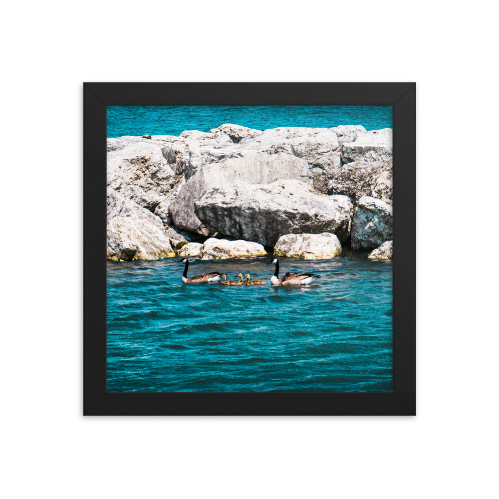 Canadian geese and goslings Framed poster