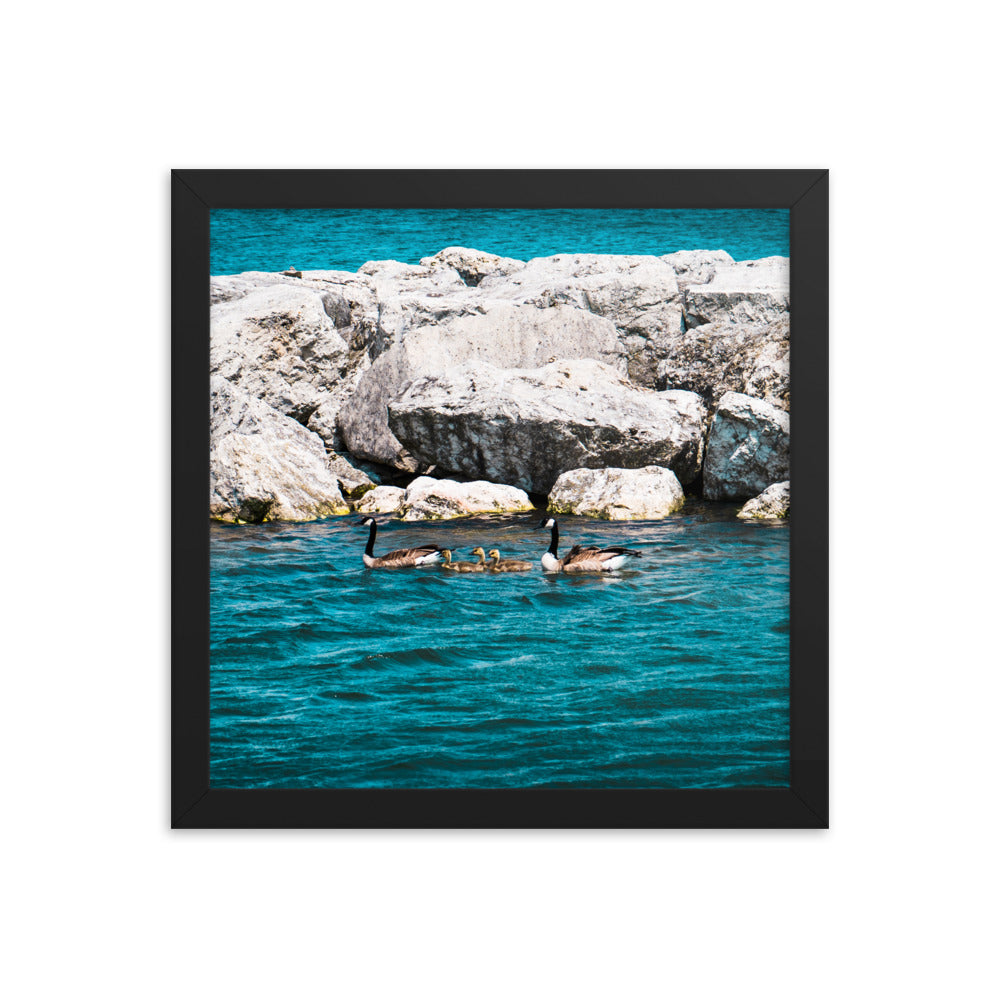 Canadian geese and goslings Framed poster