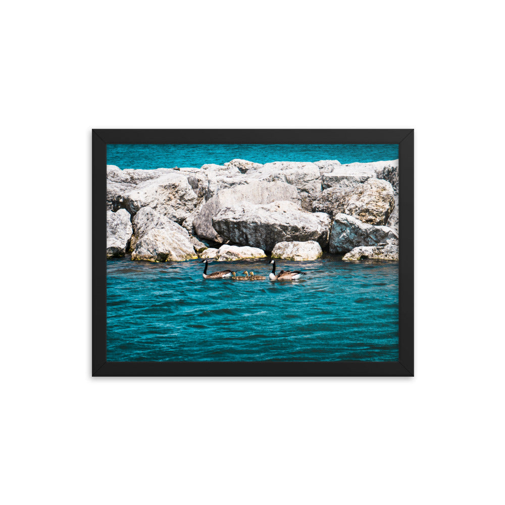 Canadian geese and goslings Framed poster