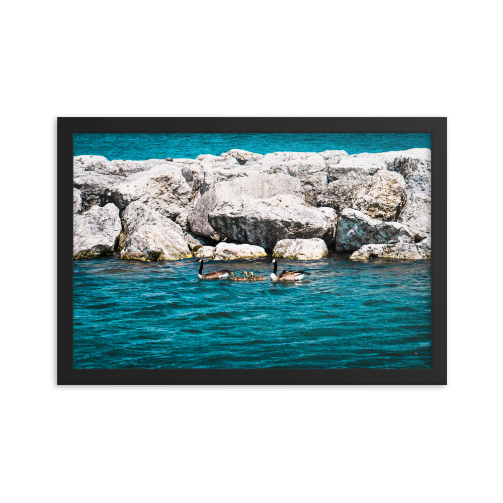 Canadian geese and goslings Framed poster