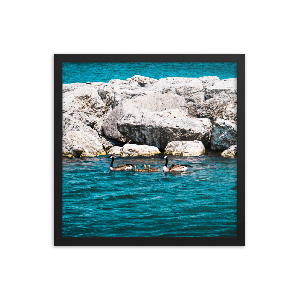 Canadian geese and goslings Framed poster