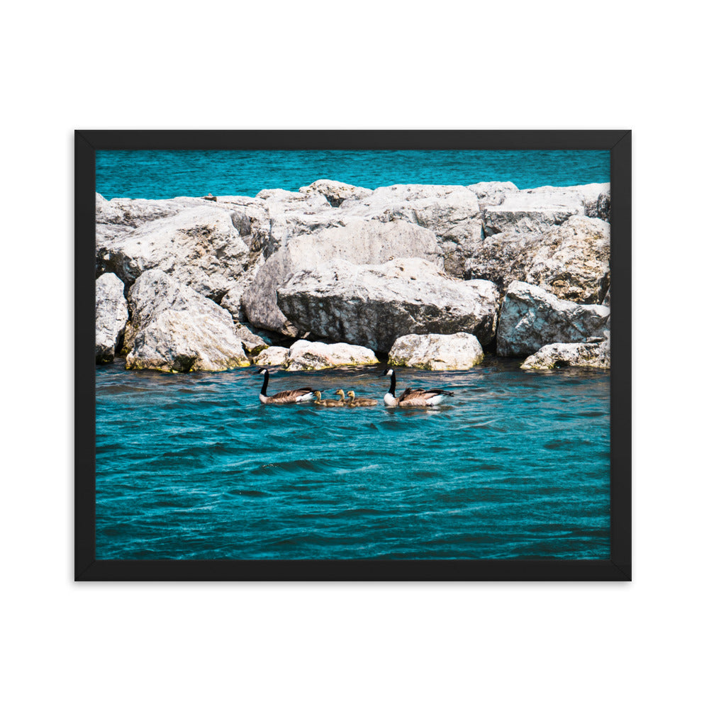 Canadian geese and goslings Framed poster