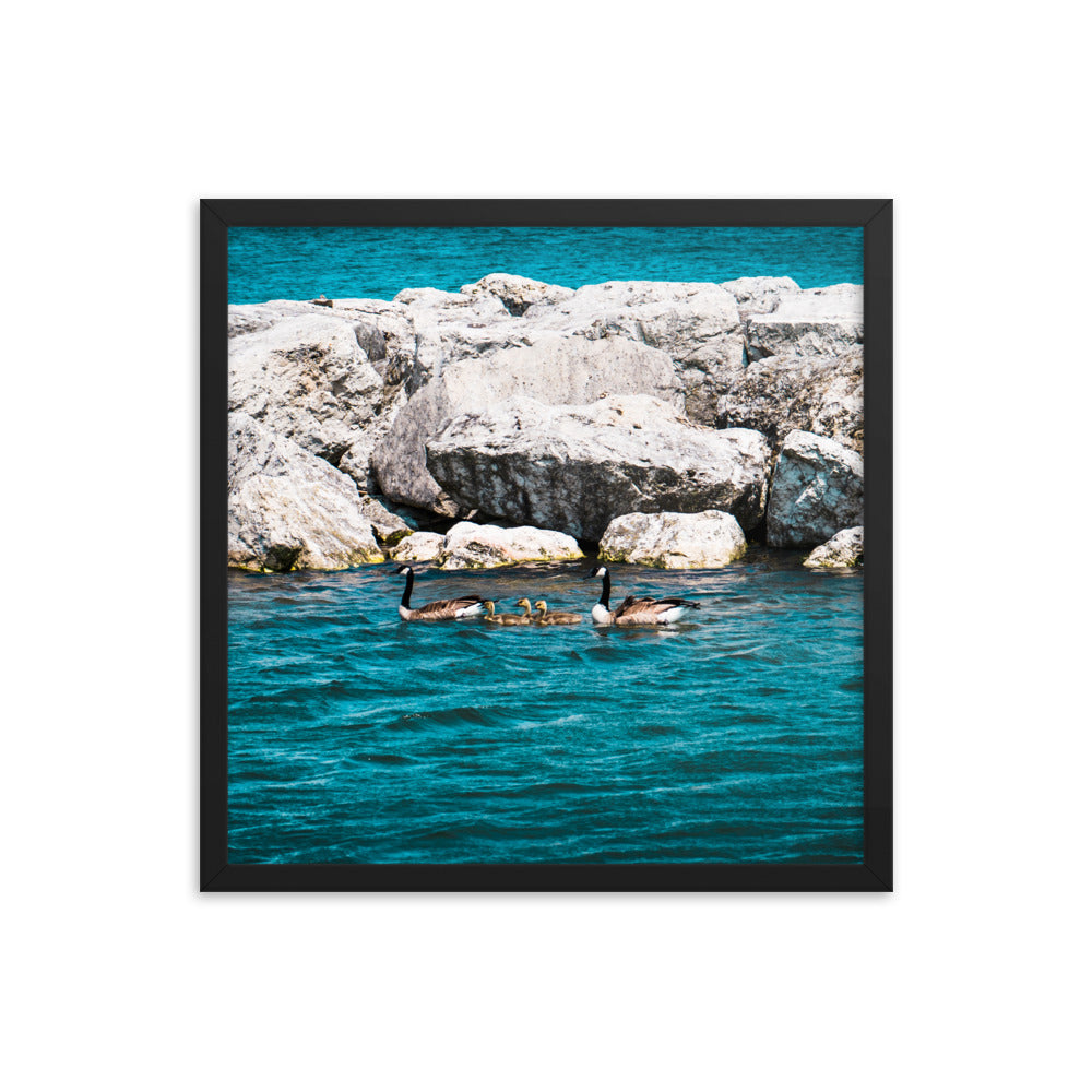Canadian geese and goslings Framed poster