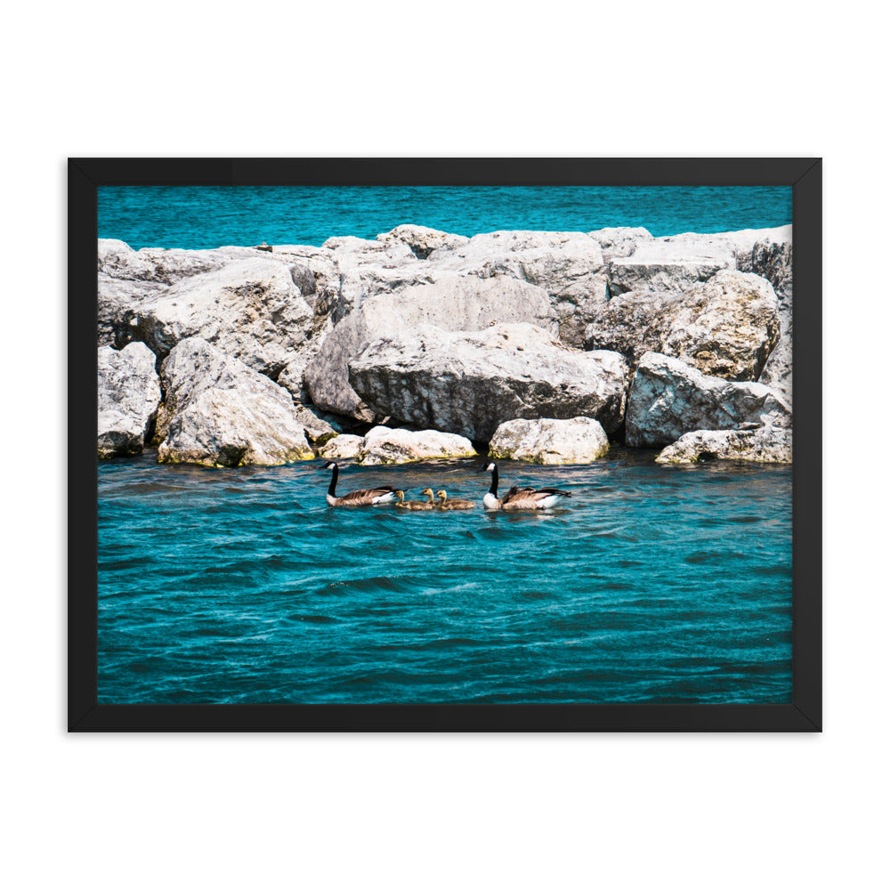 Canadian geese and goslings Framed poster