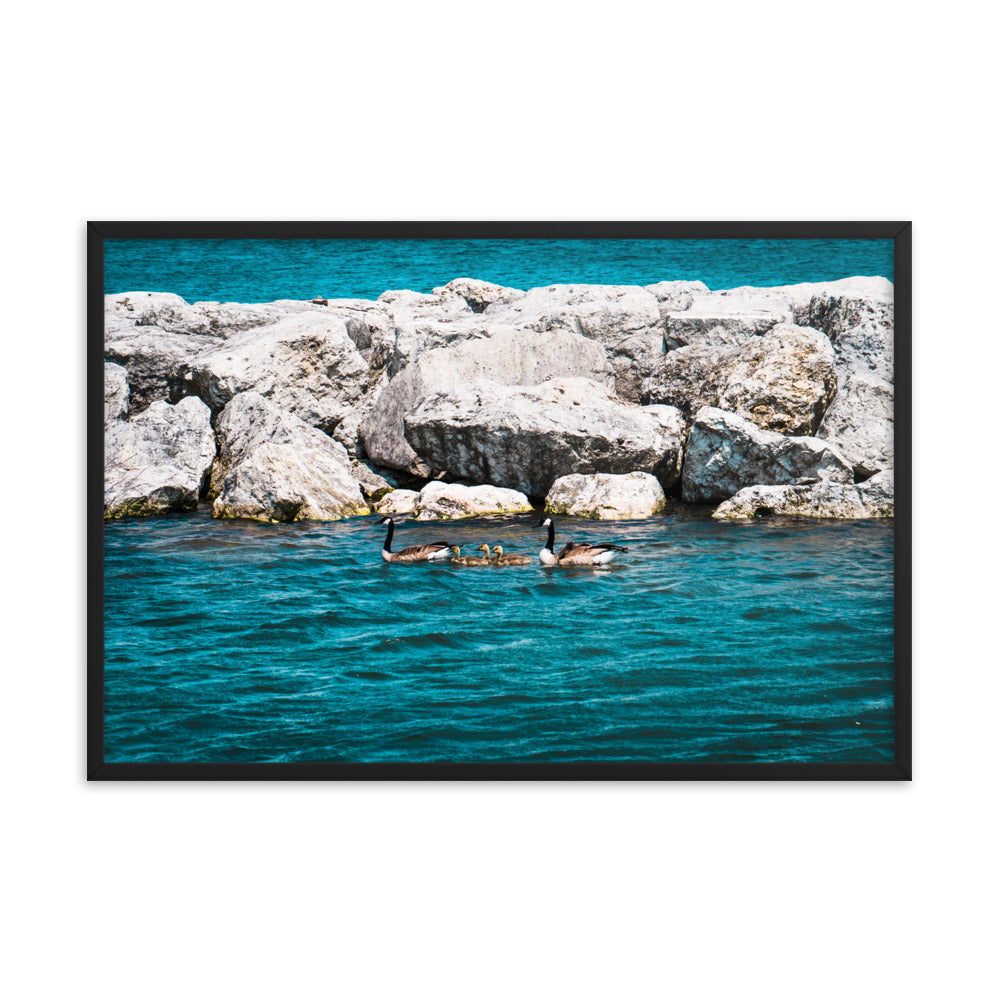 Canadian geese and goslings Framed poster
