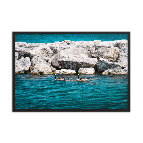 Canadian geese and goslings Framed poster