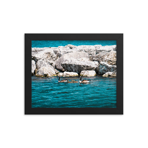 Canadian geese and goslings Framed poster