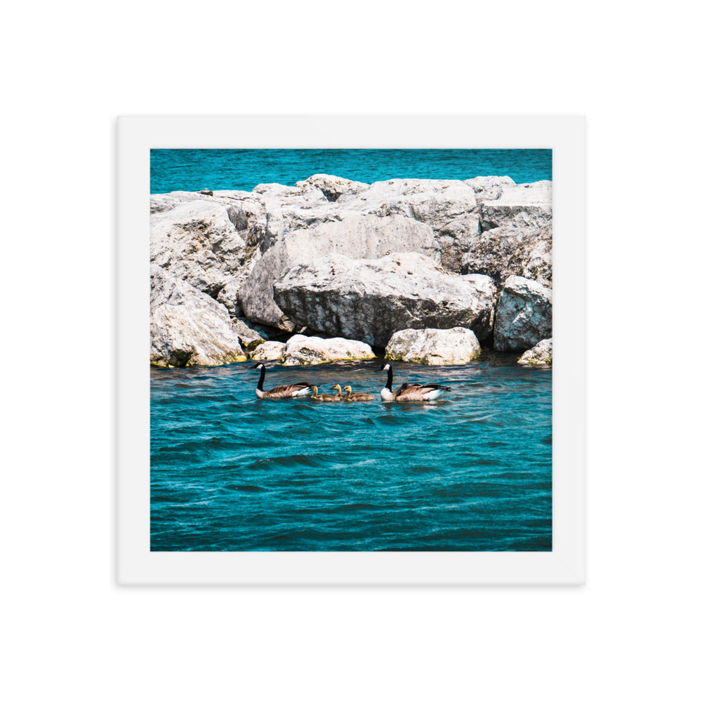 Canadian geese and goslings Framed poster