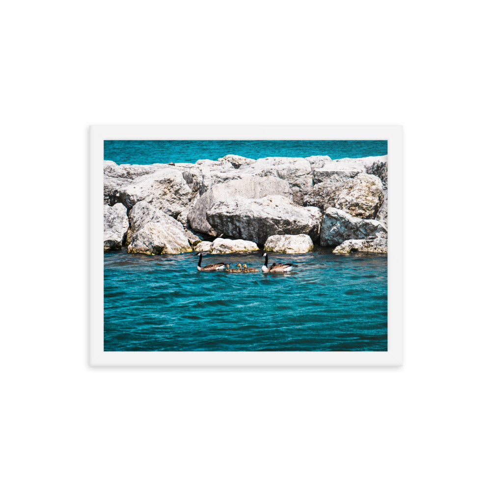 Canadian geese and goslings Framed poster