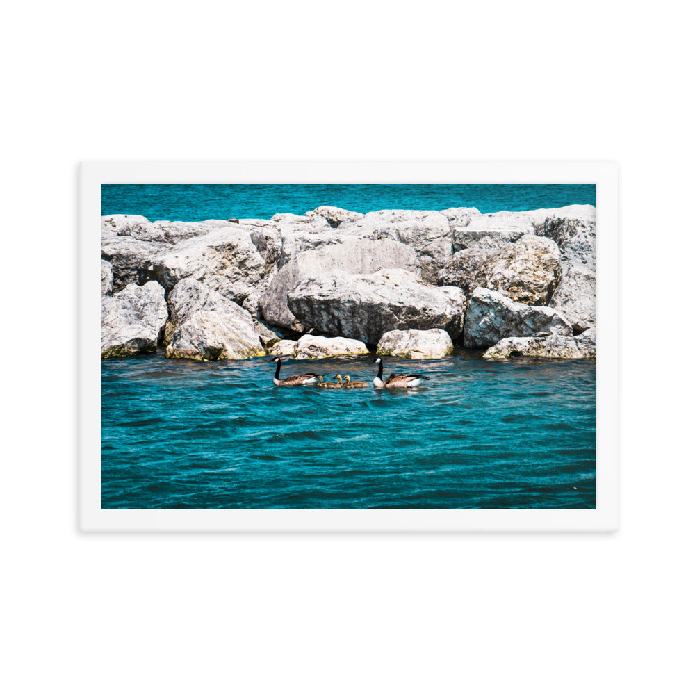 Canadian geese and goslings Framed poster