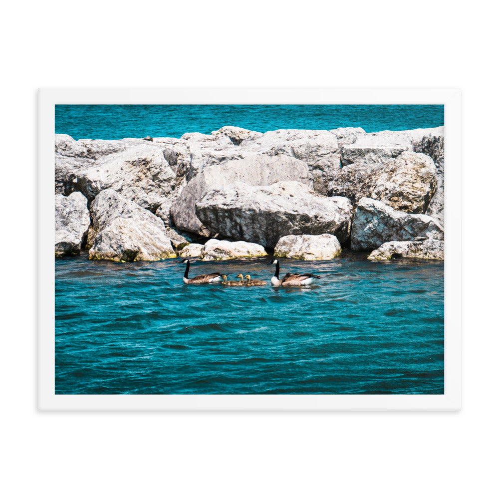 Canadian geese and goslings Framed poster