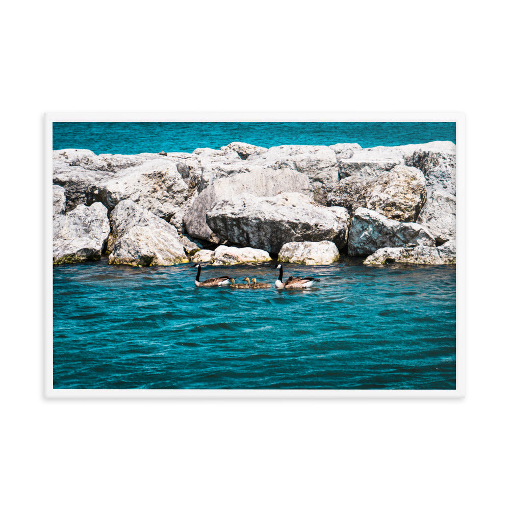 Canadian geese and goslings Framed poster