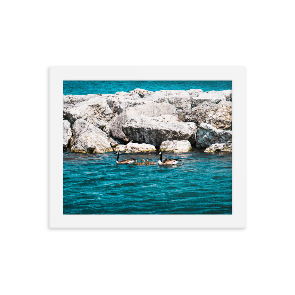 Canadian geese and goslings Framed poster